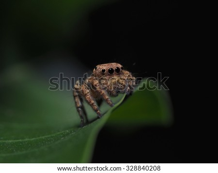 Stock Photo : Jumping Spider on the Mango Leaf Tree