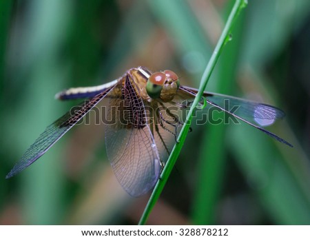 Beautiful dragonfly on green leaf rice