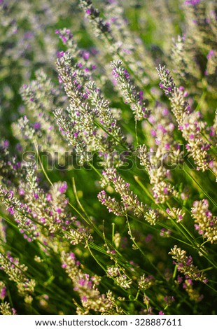 Field of flowering lavender plants, selective focus