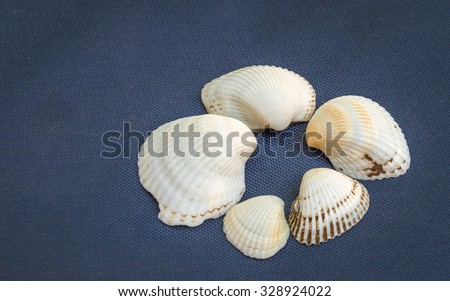 Five seashells lying on blue background