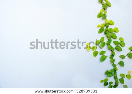Beautiful nature Climbing plant on wall background texture