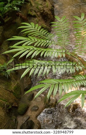 Silver Fern Focus top Leaf out of top 