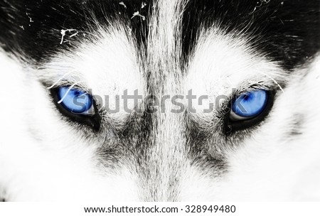 Close up on blue eyes of a husky dog Royalty-Free Stock Photo #328949480