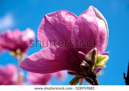 Pink magnolia on the sky background.
