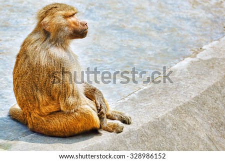 Hamadryas Baboon Monkey in its natural habitat of the wild.