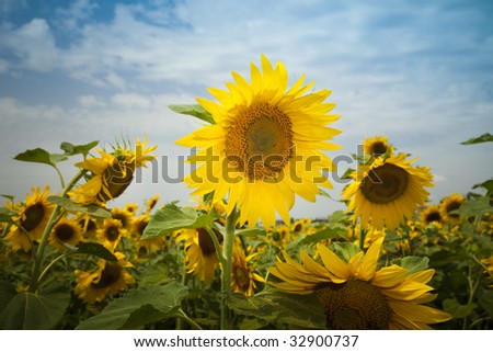 	sunflowers under a blue sky / summer