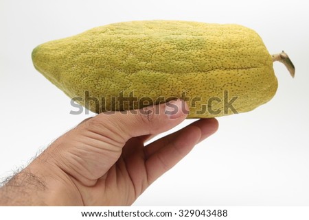 Hand holding citrus. Religious Jews chooses ritual plant - citron- on the bazaar on the eve of Sukkoth
Sukkot etrog isolated on white background with copy space. 