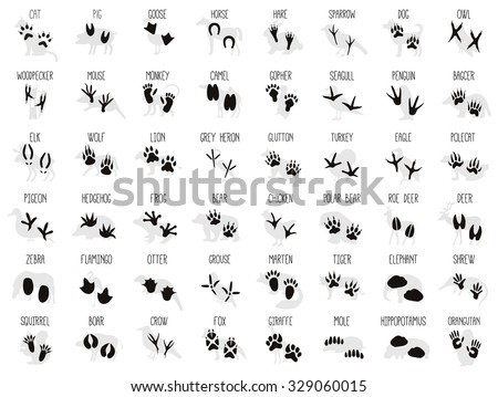 Set of Animal and Bird Silhouettes and Trails with Name 