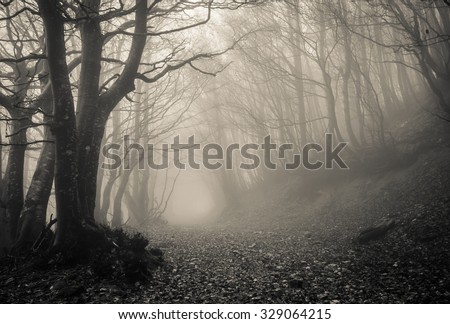 Path on gothic forest of Monte Catria, Marche - Italy.