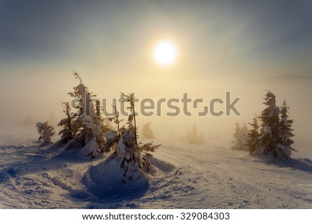 Snow covered fir trees in mountains