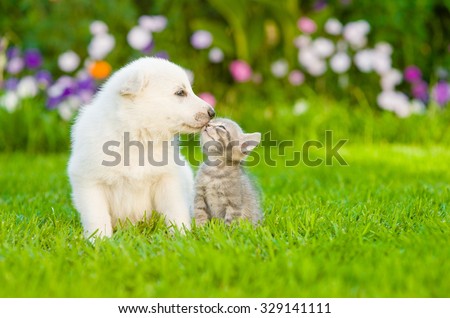 White Swiss Shepherd`s puppy kissing kitten on green grass Royalty-Free Stock Photo #329141111