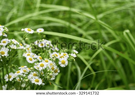 beautiful daisy on the grass background