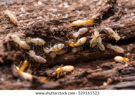 Close up termites or white ants Royalty-Free Stock Photo #329161523