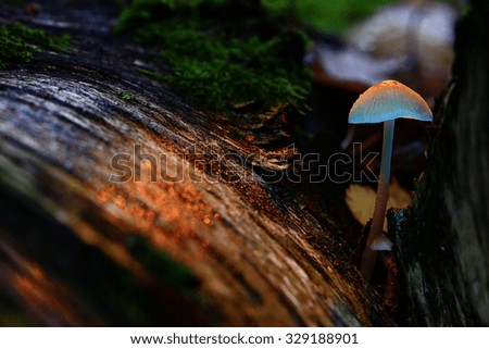 small poisonous mushroom, magic picture