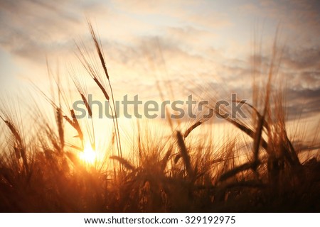 landscape fantastic sunset on the wheat field sunbeams glare Royalty-Free Stock Photo #329192975