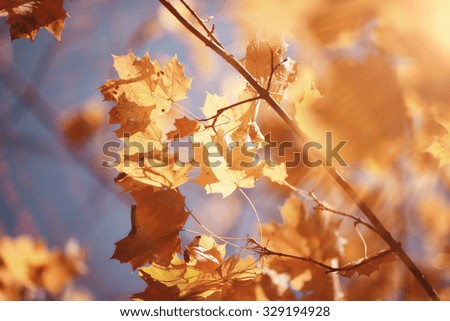 landscape background in sunny autumn park