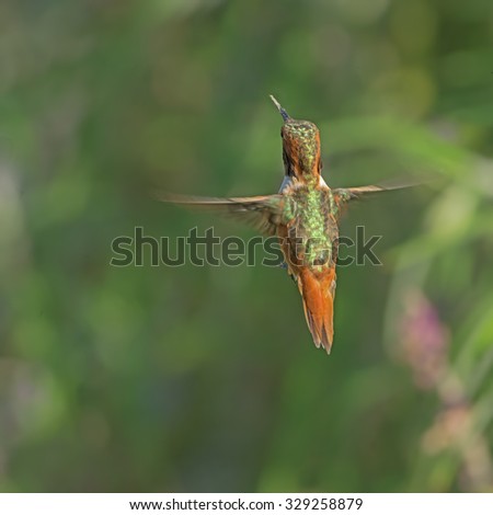 Allen's hummingbird hovering. Photo taken in Southern California.