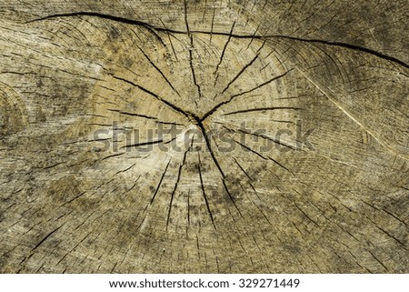 Old wood texture fragment