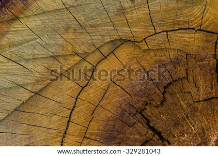 A beautiful slice of a large tree stump in the forest