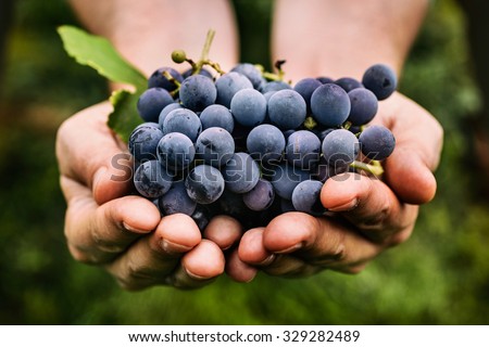 Grapes harvest. Farmers hands with freshly harvested black grapes. Royalty-Free Stock Photo #329282489