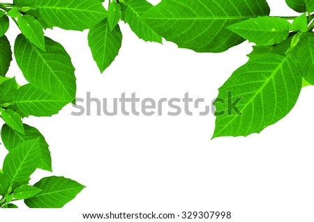 Fresh leaves on white background at the office