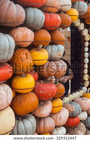 Various of colorful pumpkins. Background for the autumn season and Halloween