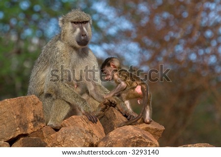 Baboon mother and newborn infant making first steps into the world