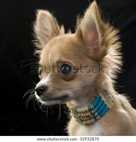 red chihuahua puppy with a necklace portrait