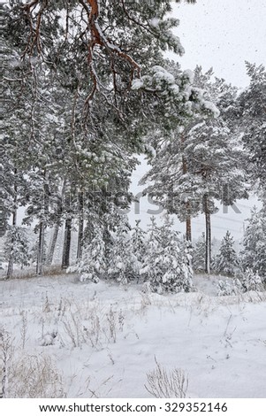 winter landscape snow in the pine forest