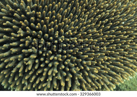 A close-up picture of brown-green hard coral.