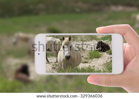 Hand photographed Kashmir horses by using smartphone