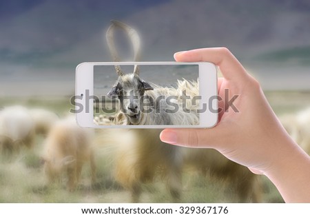 Hand photographed Kashmir goats by using smart phone
