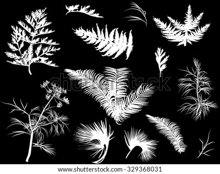 illustration with white foliage isolated on black background