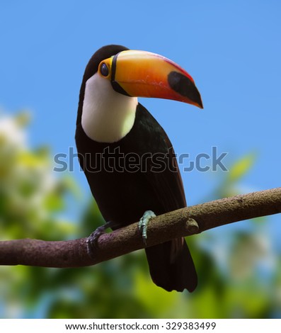 Portrait of Toco Toucan  (Ramphastos toco) over nature background