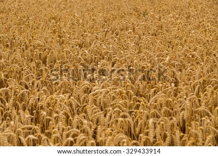 Beautiful landscape picture wheat field. Country summer landscape. Photo for agricultural magazines and websites. A beautiful photo for background.