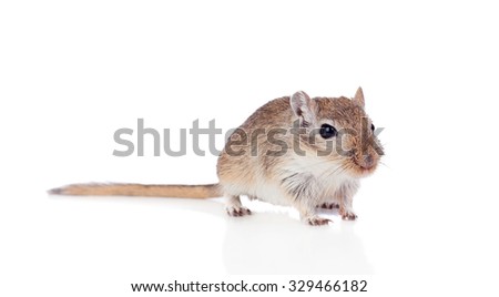Funny gergil isolated on a white background