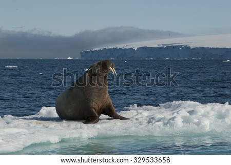 Walrus on an ice floe in the Spitsbergen