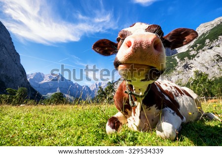 cows at the karwendel mountains in austria Royalty-Free Stock Photo #329534339