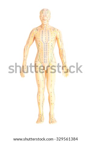 Medical acupuncture model of human isolated on white background Royalty-Free Stock Photo #329561384