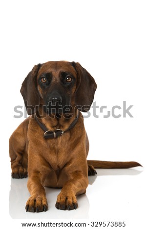 Hunting dog isolated on white background