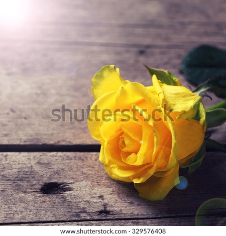 Background with yellow rose in ray of light  on wooden table. Selective focus. Place for text. Square image.