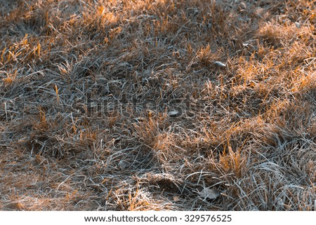 Frosted grass for background. Autumn. First frost in the garden in the morning. Shallow depth of field. Toned.