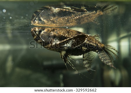 freshwater butterflyfish , Pantodon buchholzi Royalty-Free Stock Photo #329592662