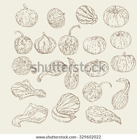 Vector collection of hand drawn fall / winter gourds and squash sketches