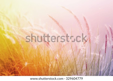 flower grass with fog in vintage style