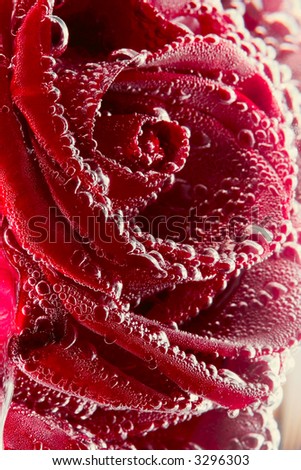 red rose close up with air bubbles