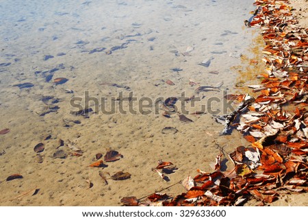 Bright autumn leaves on the shore of the river