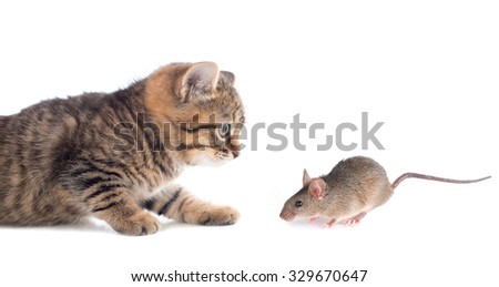 Cat and mouse. isolated