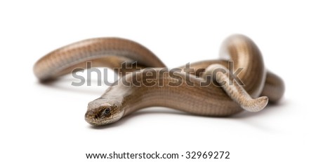 slowworm - Anguis fragilis in front of a white background.  a Slowworm is limbless reptile
