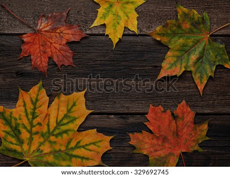 Autumn background with colorful leaves. Selective focus